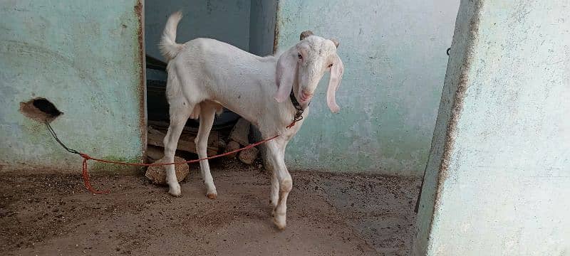 gulabi kheera bakra 0