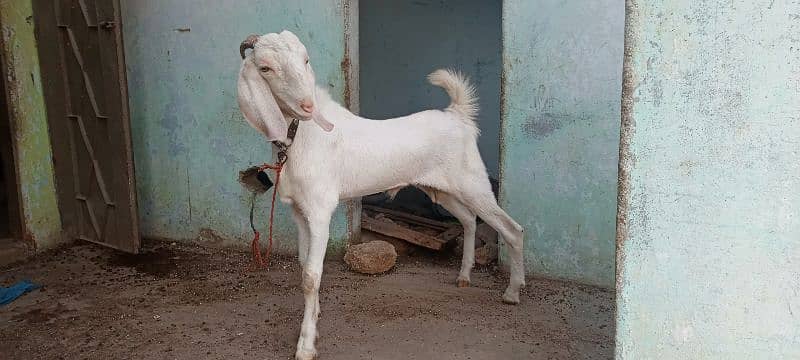 gulabi kheera bakra 1