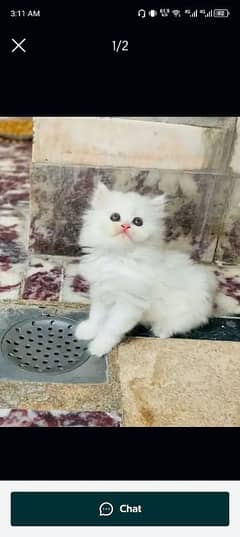 Persian cat