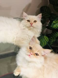 Persian Male kittens tripple Coated