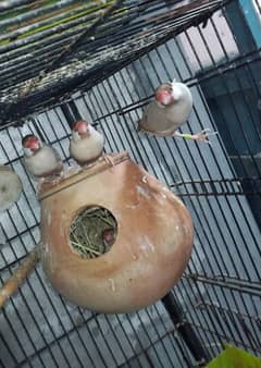 Fawn Java,Opal Java,White Java,Love Birds,Baglize