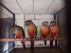 Conure | pair | parrot | high red factor| birds | available