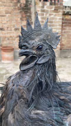 Black Tongue Ayam Cemani Full Active Breeders