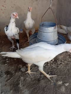 Heera Aseel chicks/heera aseel/ 2-3 months 03224292620