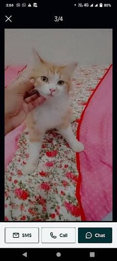 persian cat and kitten male and female both available