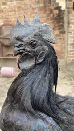 Black Tongue Ayam Cemani Indonesian Breed