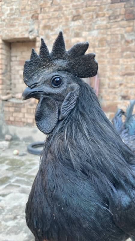 Black Tongue Ayam Cemani Indonesian Breed 2