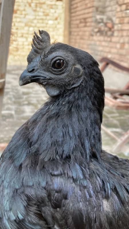 Black Tongue Ayam Cemani Indonesian Breed 3