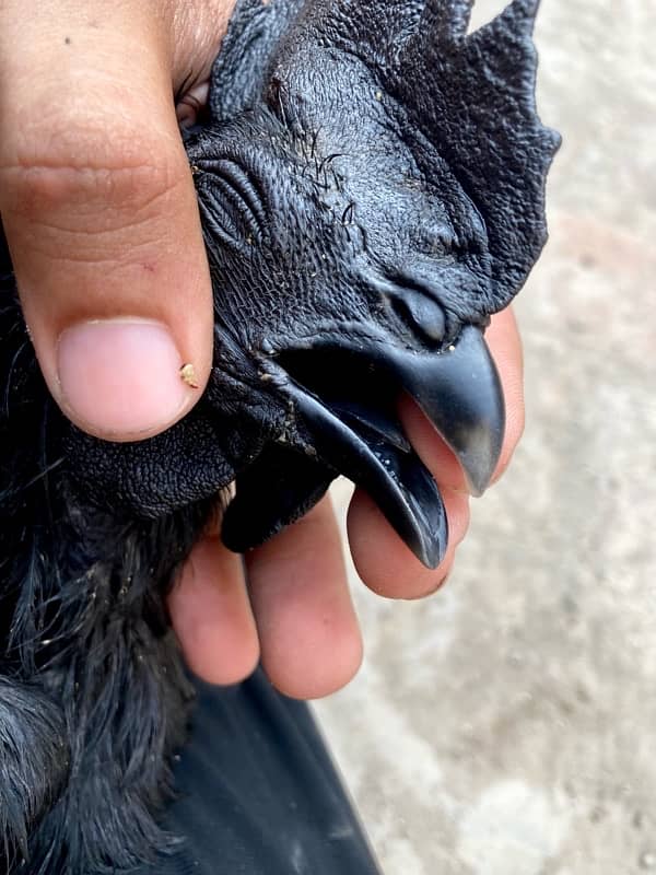 Black Tongue Ayam Cemani Indonesian Breed 5