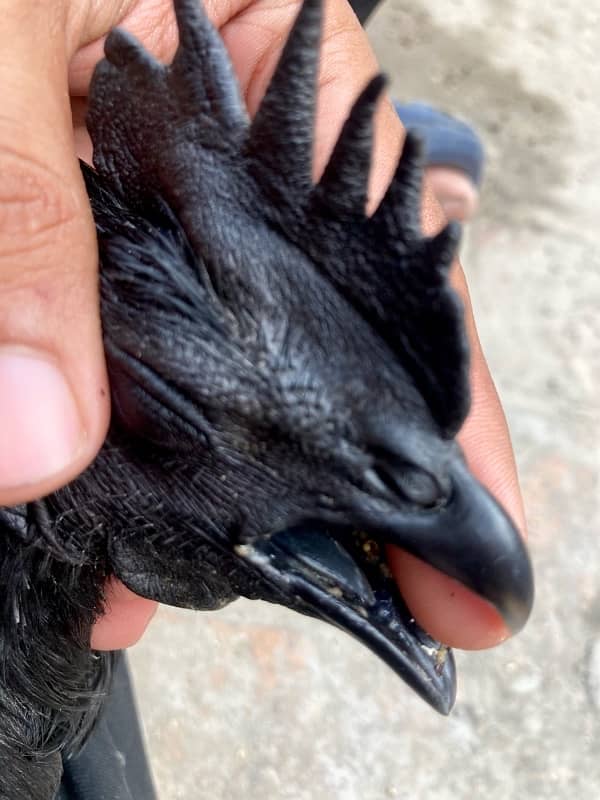 Black Tongue Ayam Cemani Indonesian Breed 6