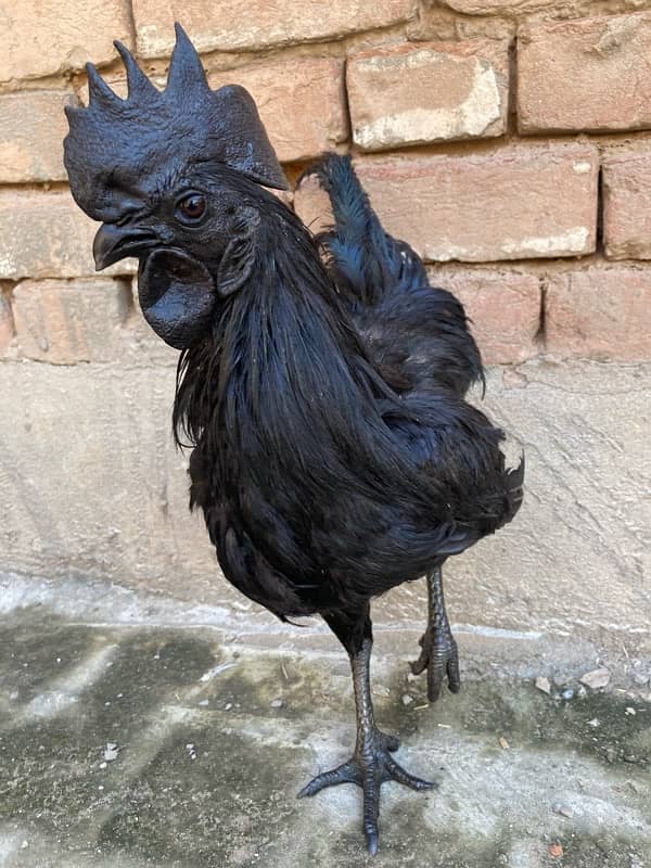 Black Tongue Ayam Cemani Indonesian Breed 7