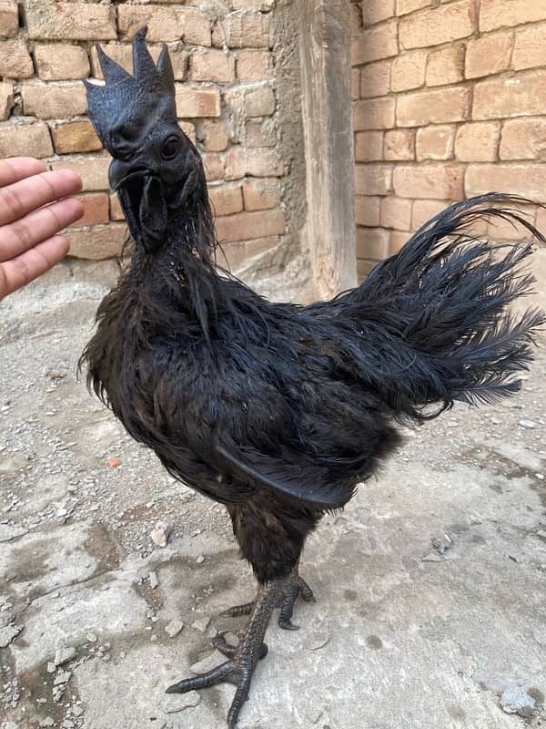 Black Tongue Ayam Cemani Indonesian Breed 8