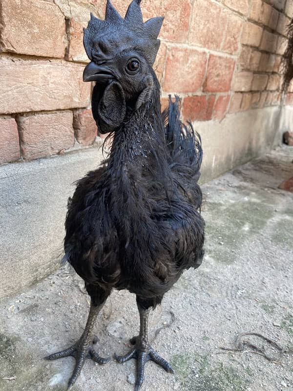 Black Tongue Ayam Cemani Indonesian Breed 9