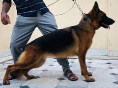 GSD FEMALE PINK PEDIGREE STOCK