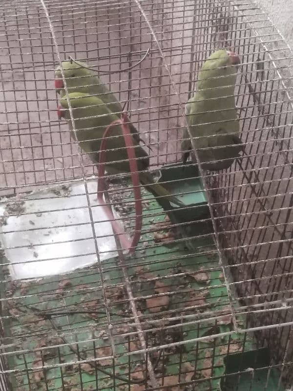 Speaking, ring neck, green parrot 2