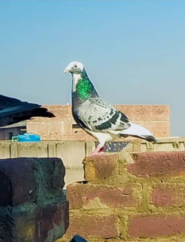 imported pigeon Belgium 4