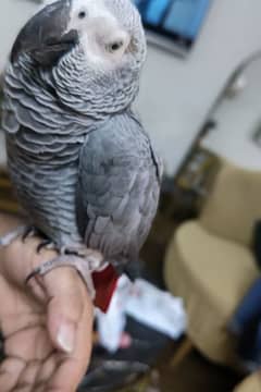 African gray parrot