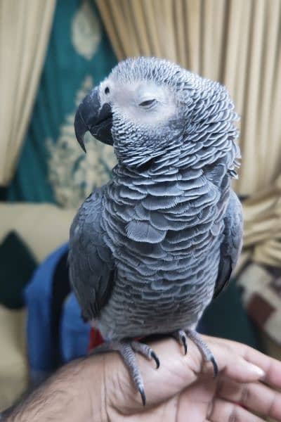 African gray parrot 1