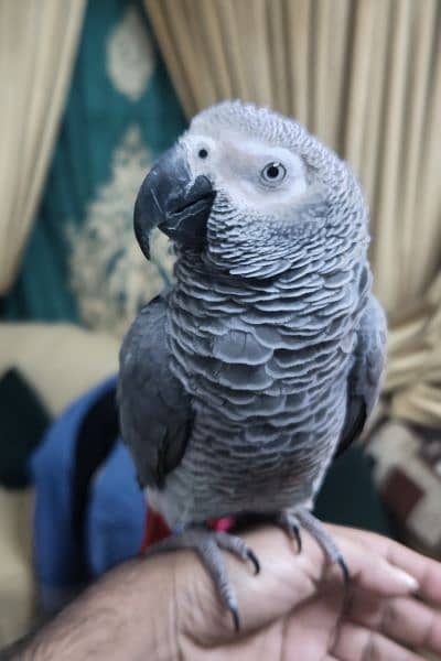 African gray parrot 2