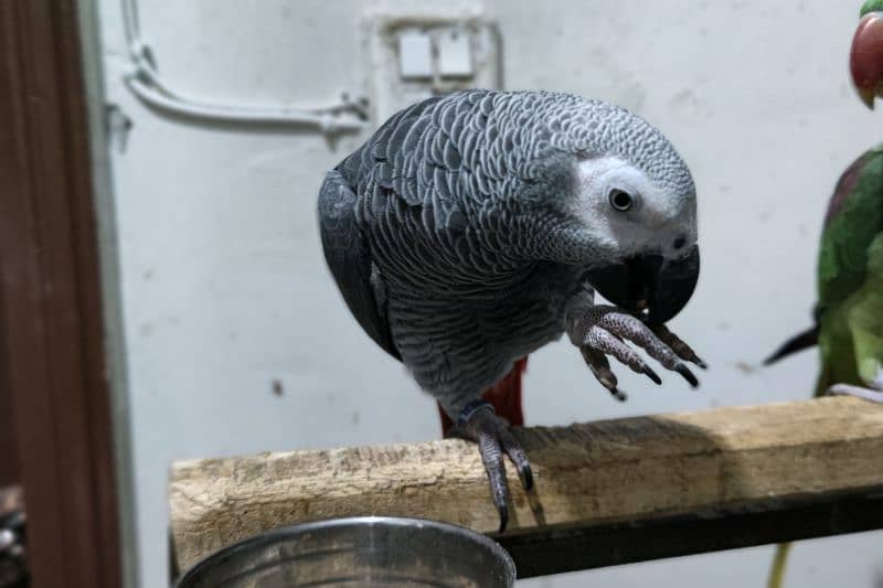 African gray parrot 4