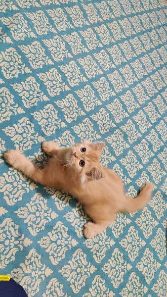 Persian kitten double caoted cat best for home 2