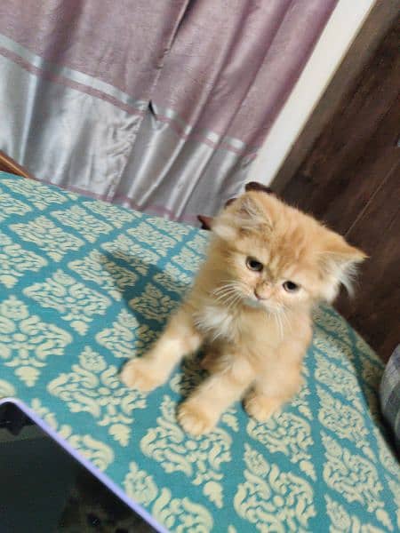 Persian kitten double caoted cat best for home 3