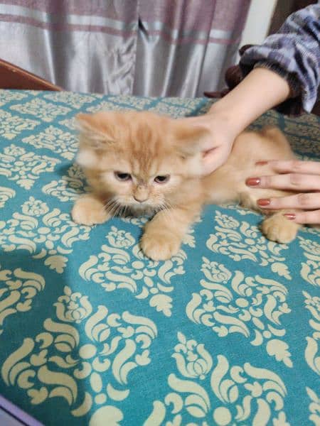 Persian kitten double caoted cat best for home 4