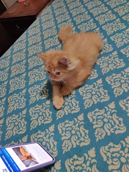 Persian kitten double caoted cat best for home 7