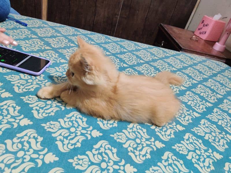 Persian kitten double caoted cat best for home 9