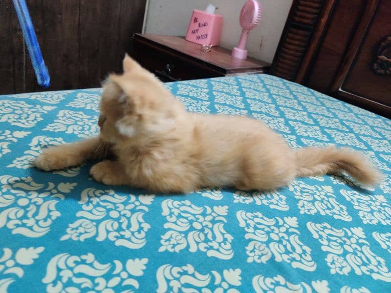 Persian kitten double caoted cat best for home 10