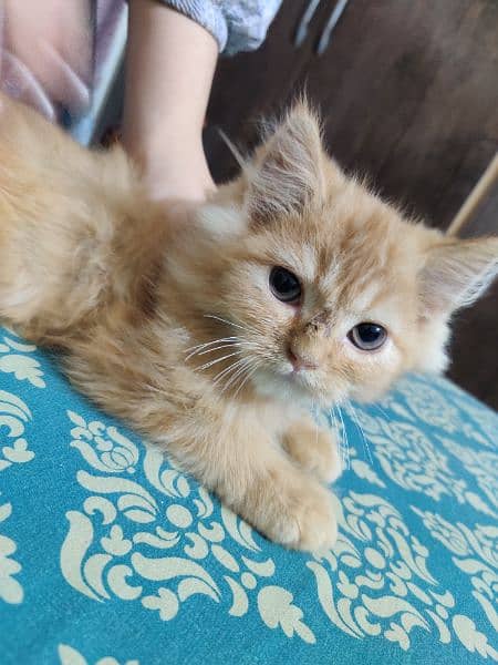 Persian kitten double caoted cat best for home 11