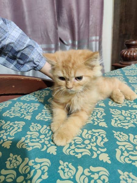 Persian kitten double caoted cat best for home 12