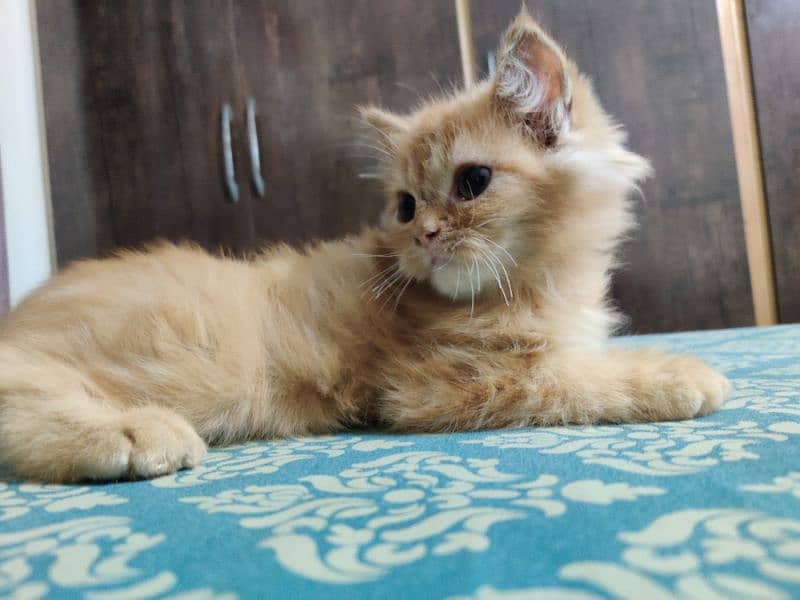 Persian kitten double caoted cat best for home 13