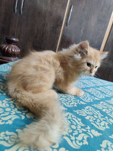 Persian kitten double caoted cat best for home 14