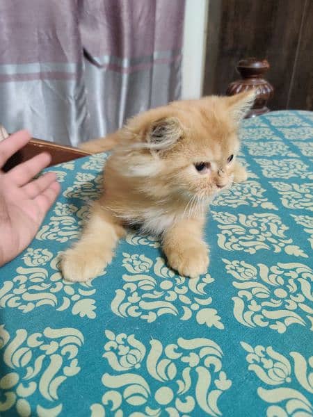 Persian kitten double caoted cat best for home 15