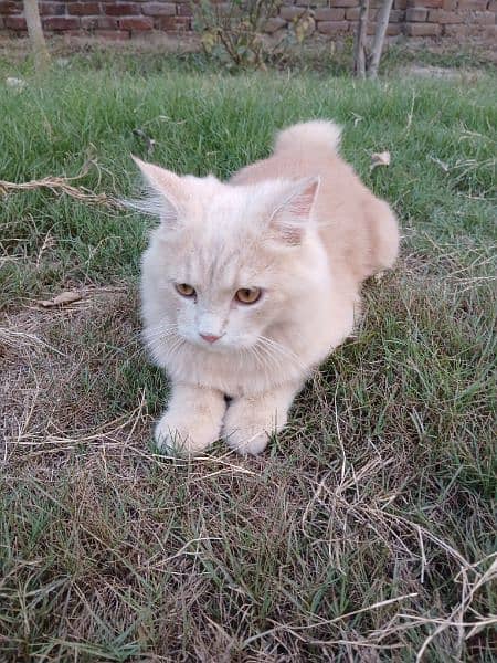 persion cat male brown Grey colour 3