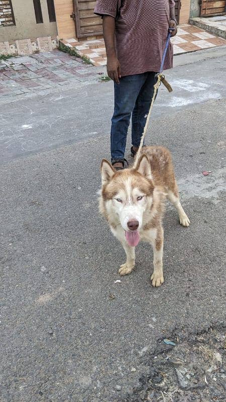 husky male long coated 2