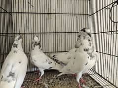 Sialkoti pigeon for sale