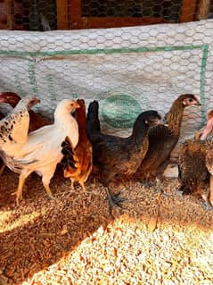 Golden Misri | Desi hens