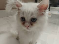 Persian Female 2-Month Kitten for Sale