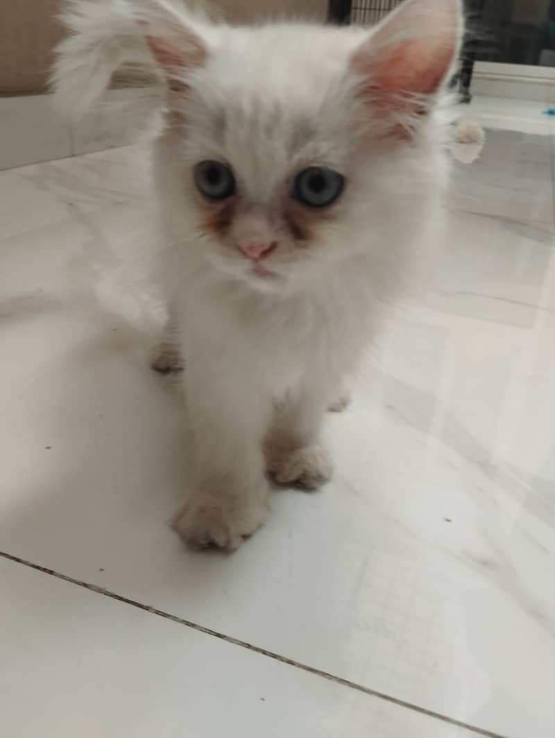 Persian Female 2-Month Kitten for Sale 1