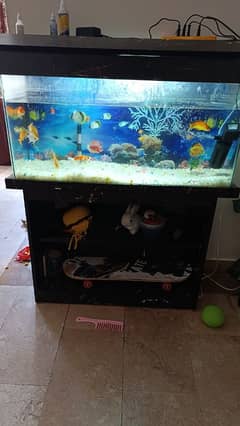 beautiful fish aquarium 3 month's use with rack and fish's