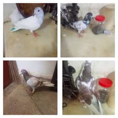 Beautiful pigeons kabootar for sale