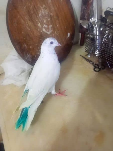 Beautiful pigeons kabootar for sale 1