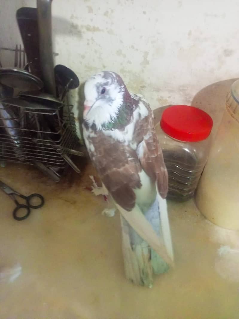 Beautiful pigeons kabootar for sale 2