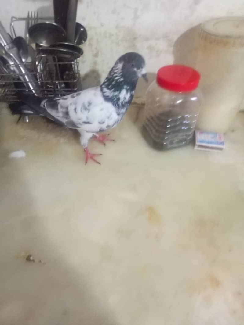 Beautiful pigeons kabootar for sale 3