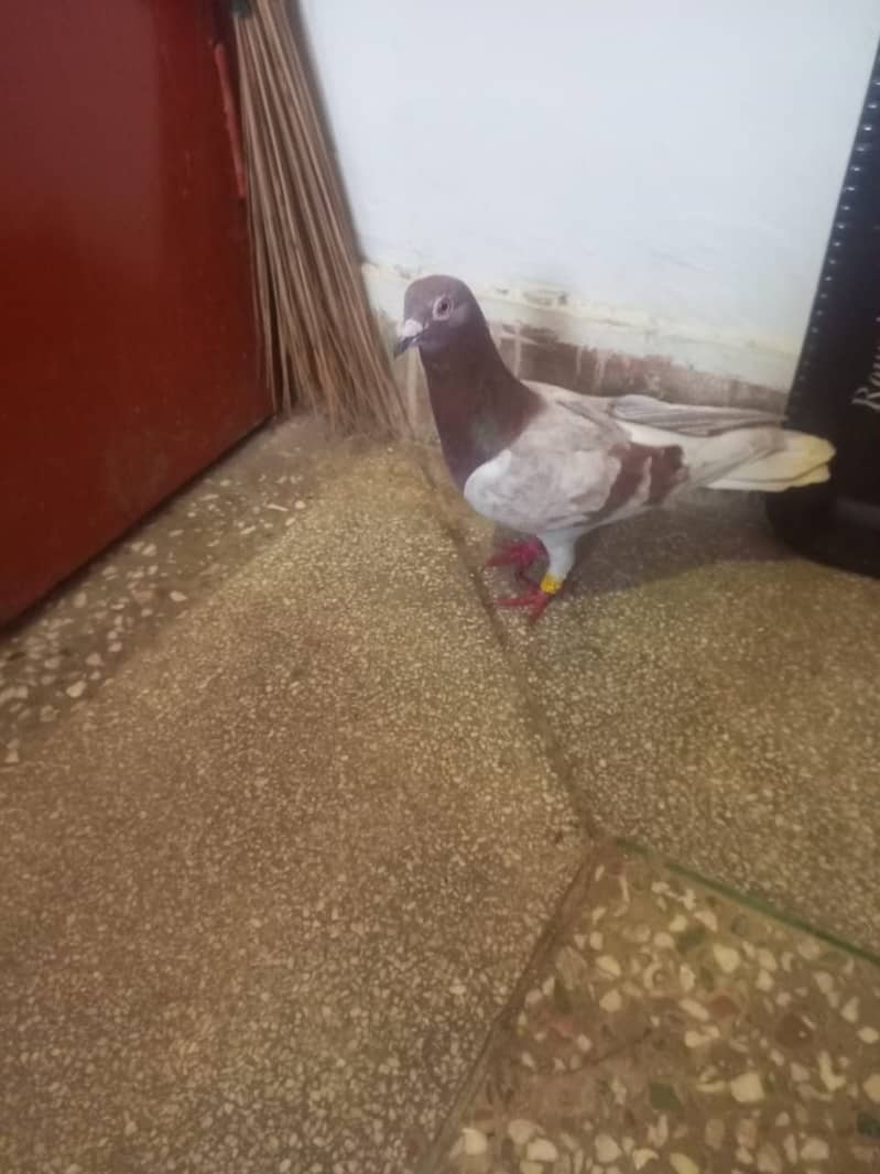 Beautiful pigeons kabootar for sale 4