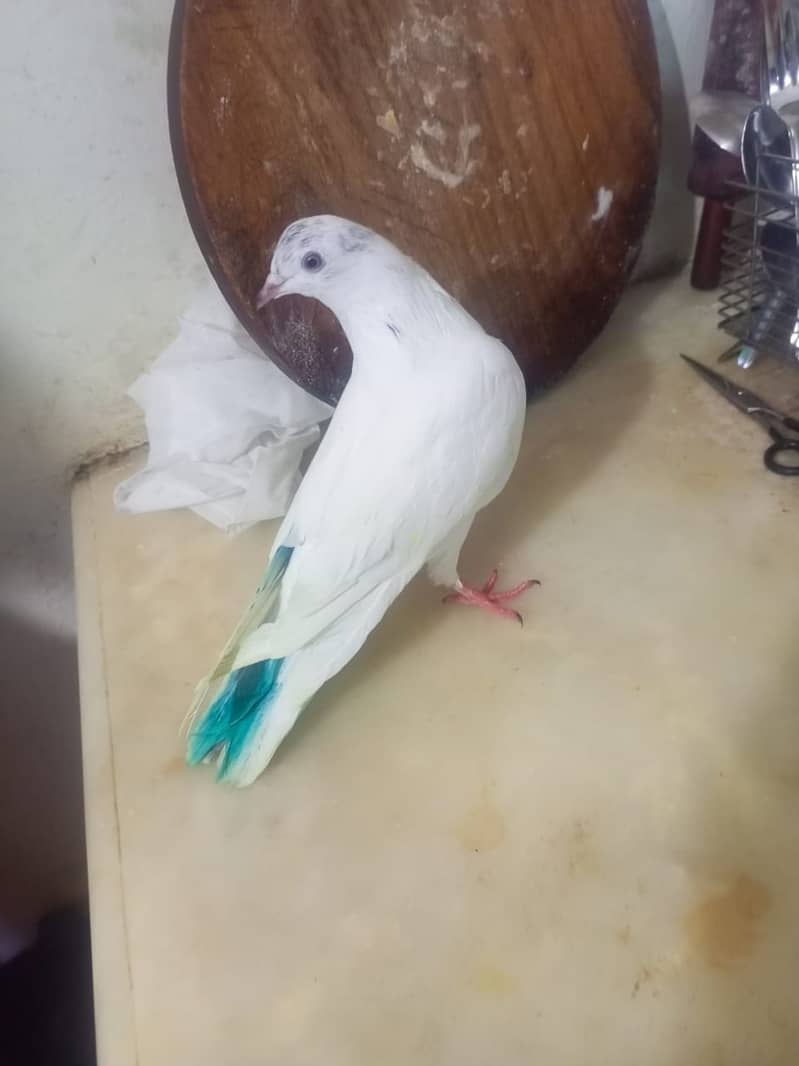 Beautiful pigeons kabootar for sale 5