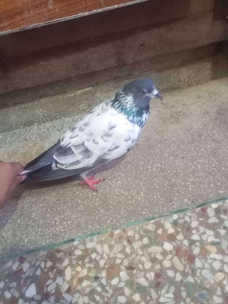 Beautiful pigeons kabootar for sale 6