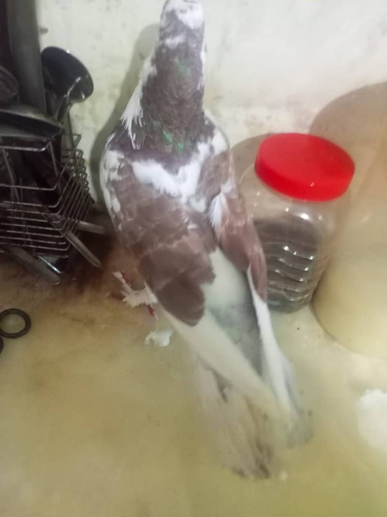 Beautiful pigeons kabootar for sale 7